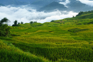 Fototapeta na wymiar Terraced rice field landscape in harvesting season with low clouds in Y Ty, Bat Xat district, Lao Cai, north Vietnam