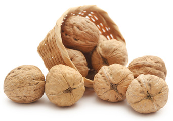 Walnut