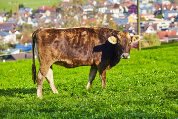 cows at summer green field. Cow on a summer pasture