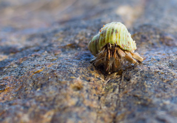 Hermit Crab on a beach