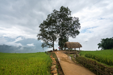 Terraced rice field with big tree landscape of Y Ty, Bat Xat district, Lao Cai, north Vietnam