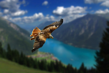 Fototapeta premium Kania ruda leci w zapierającym dech w piersiach górskim krajobrazie
