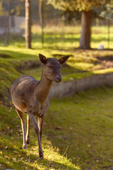 Ein Reh auf einer Wiese