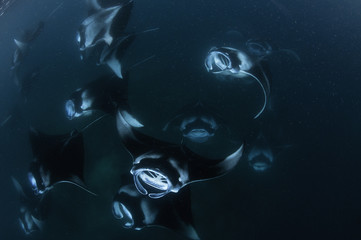 Large school of manta rays feeding on plankton in Hanifaru Bay, Baa Atoll, Maldives.