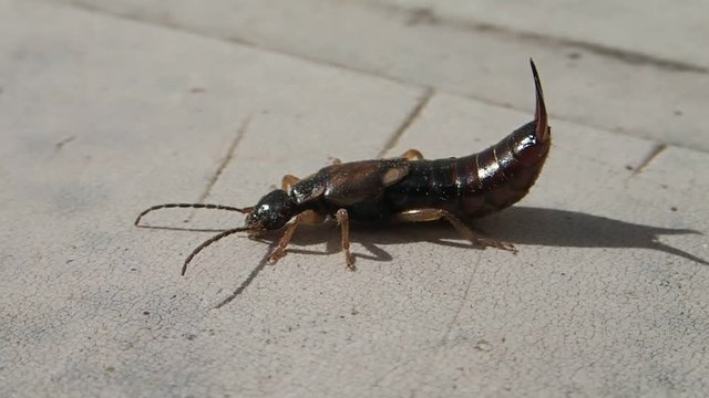 Earwig waiting and leaving the frame 