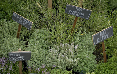 collection of herbs, every quality of grass has its board in blackboard with the name written in Italian: Thyme branched, Thyme lemon, Thyme Lady D, Thyme Doone Valley, Market, Italy