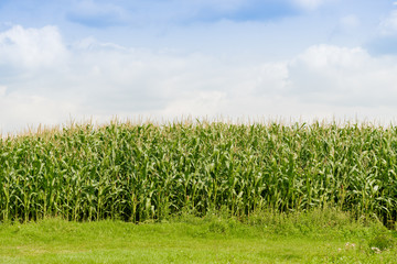 Green corn field. Farmland