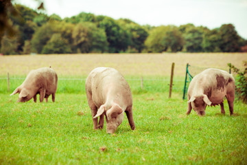 Pig farm.  pigs in field. Healthy pig on meadow