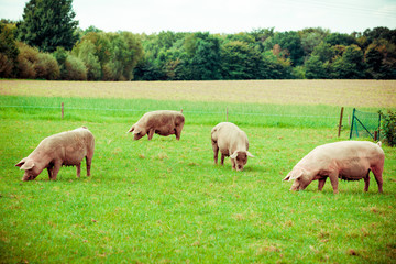 Naklejka na ściany i meble Pig farm. pigs in field. Healthy pig on meadow