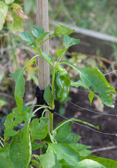 Poivron vert