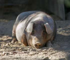 Iberian pig resting