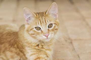 Fototapeta na wymiar yellow stray kitty cat portrait