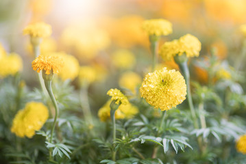 Fototapeta premium Close up of beautiful marigold flowers in the garden