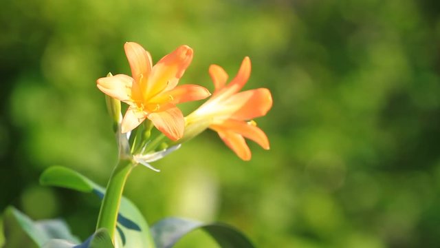 Clivia miniata flowrs  blossom on a green background