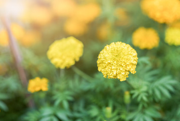 Close up of beautiful marigold flowers