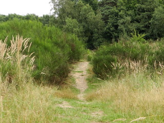 Obraz premium Heideweg