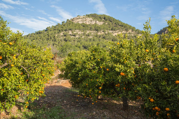 Fototapeta na wymiar Mogna clementiner på träd i en citrusodling