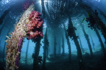 Soft corals under Arborek Jetty, Raja Ampat, Indonesia.