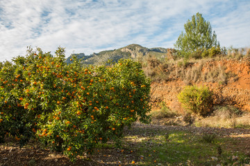 Mogna clementiner på träd i en citrusodling