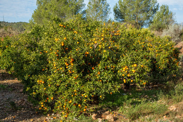 Fototapeta na wymiar Mogna clementiner på träd i en citrusodling