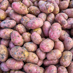 potato. Group of potatoes at the market