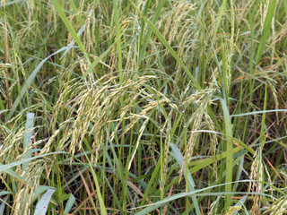 close up of yellow green rice field