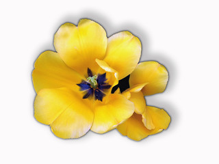 Obraz na płótnie Canvas Yellow Tulip from above