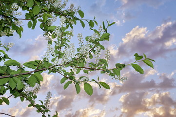 Ветка цветущей черёмухи на фоне облачного неба на закате.