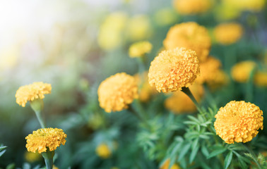 Close up of beautiful marigold flowers