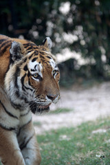 Fototapeta na wymiar old tiger