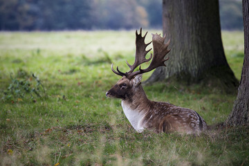 Fallow Buck Resting