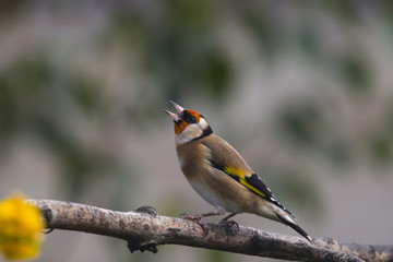 Goldfinch