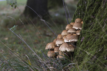 Mushrooms