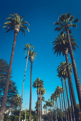 Fototapeta premium Palms of Beverly Hills