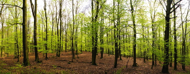 hellgrüner Laubwald im Frühling Panorama
