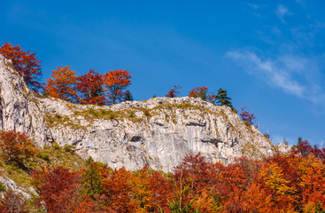 forest in red foliage on a rocky cliff. beautiful nature scenery on fine autumn day in Mountains