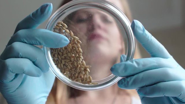 Laboratory assistant analyzes the wheat seeds in a petri dish. Slow motion shoot.