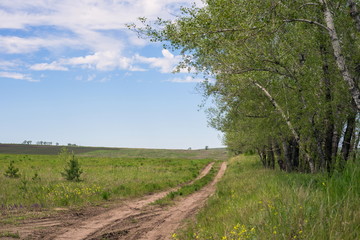 Грунтовая дорога вдоль поля и деревьев, летом.