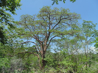 Mulungu