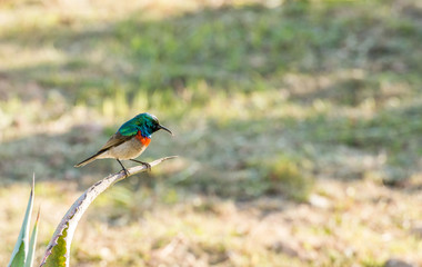 Lesser double-collared sunbird, (Cinnyris chalybeus), perched on cactus, looking at right, Cape Town South Africa