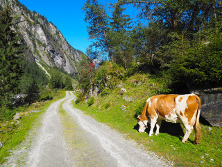 Fototapeta na wymiar Kuh im Zillertal