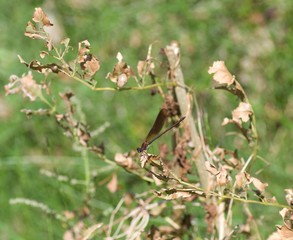 Libellule