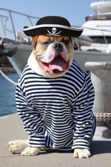 The mariner American Bulldog