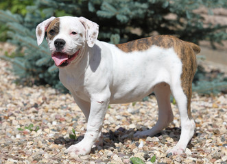American Bulldog puppy