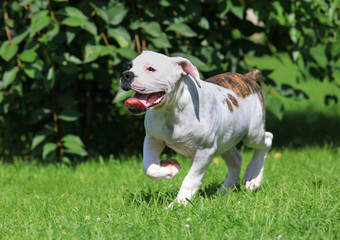 American bulldog puppy running on the grass