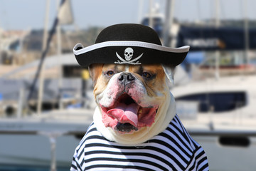 American Bulldog dressed in a pirate clothing