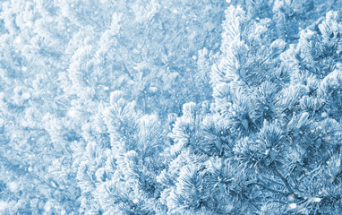 Winter background with snow-covered pine branches and cones