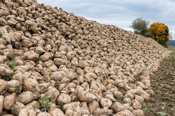 Geerntete Zuckerrüben auf einem Acker, Bayern, Deutschland