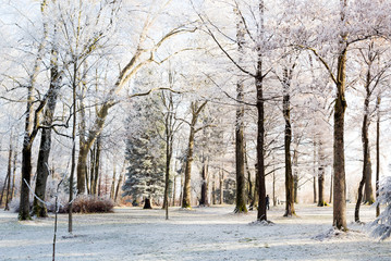 Raureif und Frost, Bäume im Winter