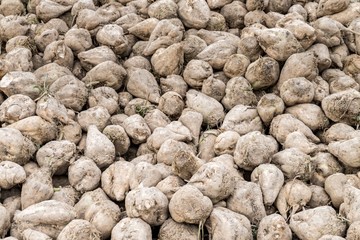 Fototapeta na wymiar Geerntete Zuckerrüben auf einem Acker, Bayern, Deutschland